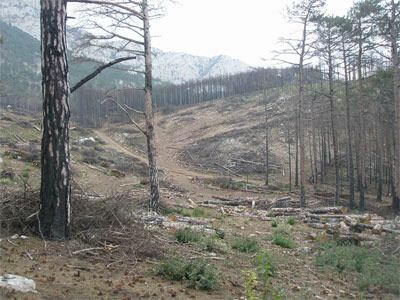 Местные жители считают, что вместе со сгоревшими деревьями вырубают и вполне здоровые