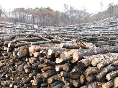 Власти санкционировали санитарную вырубку 82 гектаров леса