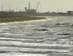 Экологи: В результате разлива нефти в Керченском проливе погибли 30 тысяч водоплавающих птиц